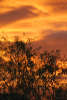 Mesquite Sunset